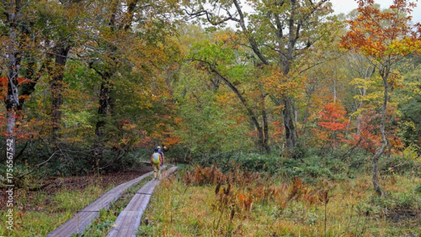 Fototapeta 秋の尾瀬、草モミジの紅葉に包まれた尾瀬ヶ原と尾瀬沼トレッキング、群馬県,日本