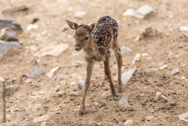 Fototapeta Newborn Deer Adventures in Nature. 
Cautious Steps of a Baby Fawn.