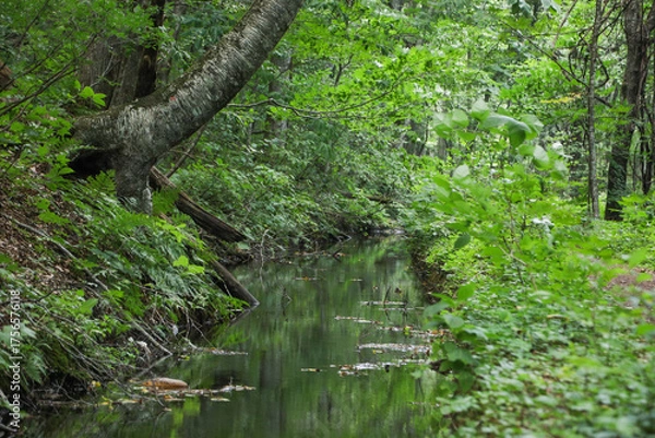 Obraz 森の中の小さな川