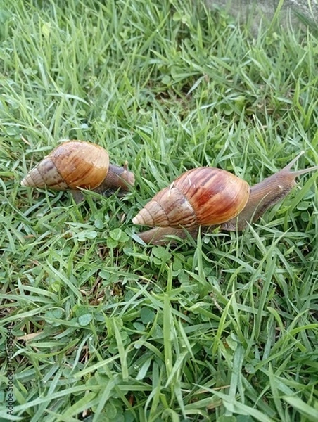 Fototapeta snail on a grass