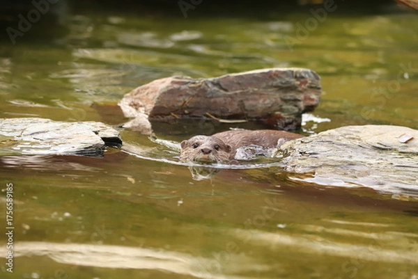 Fototapeta otter in the water