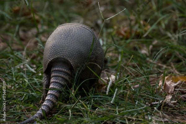 Fototapeta Nine Banded Armadillo Dasypus Novemcinctus from Behind with Copy-Space