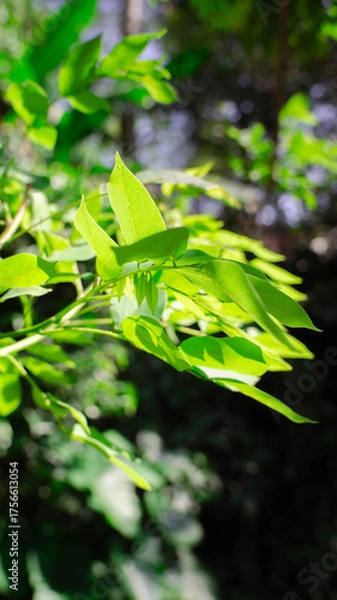 Obraz green leaves with blur background