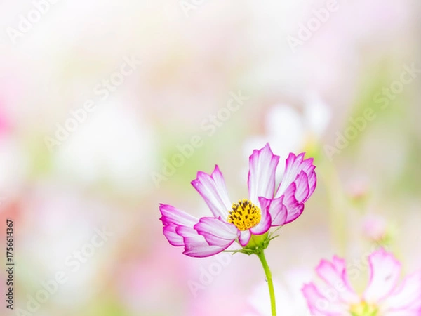 Fototapeta 秋を彩るコスモスの花畑。白い花畑の背景に佇んでいるかわいいピンクの縁取りのコスモス。自然風景。横構図