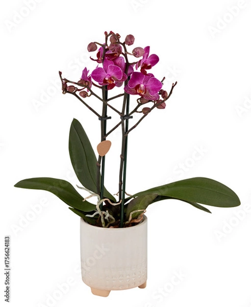 Fototapeta Deep pink striped orchid plant in hanging pot cut out isolated transparent background