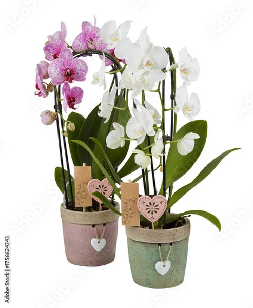 Fototapeta Pink and white orchids in an old pot cut out isolated transparent background