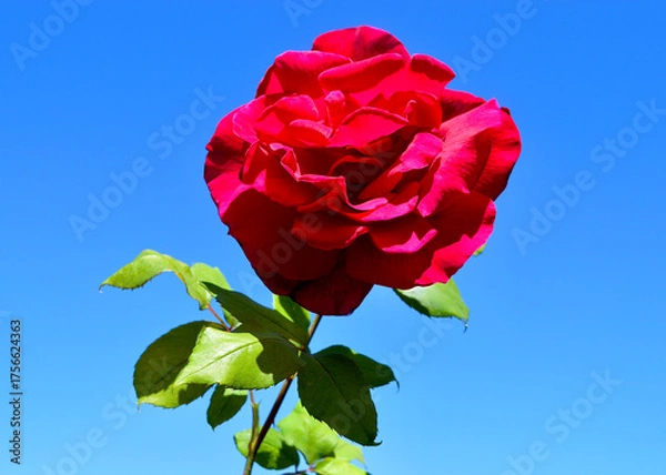 Obraz red rose against blue sky