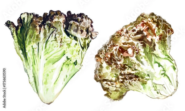 Fototapeta 水彩で描いたレタスのイラスト素材セット