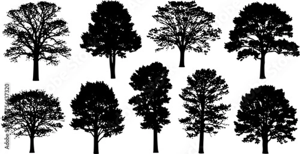 Fototapeta various deciduous trees silhouettes on the white background