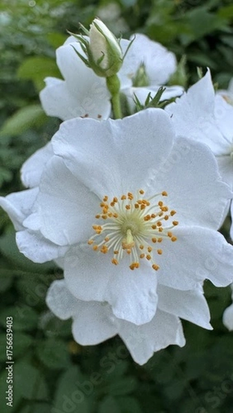Obraz Flor, flores, primavera y verano
