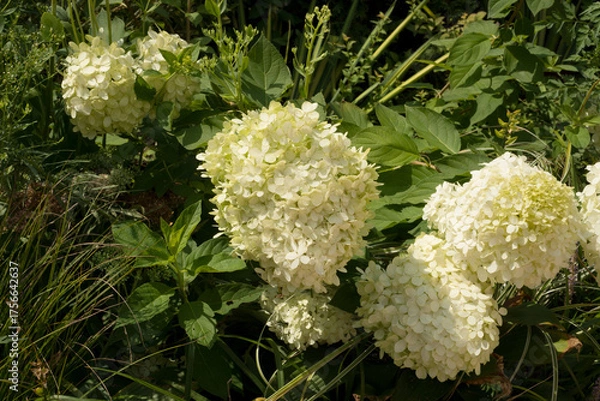 Fototapeta Elegant White Hydrangea Flowers in Natural Garden Scene
