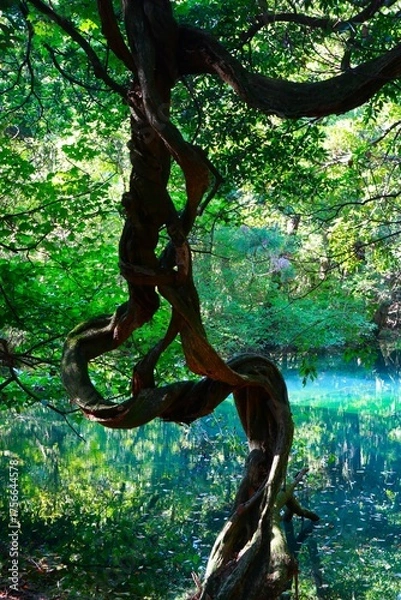 Obraz 神秘的なエメラルドグリーンの池