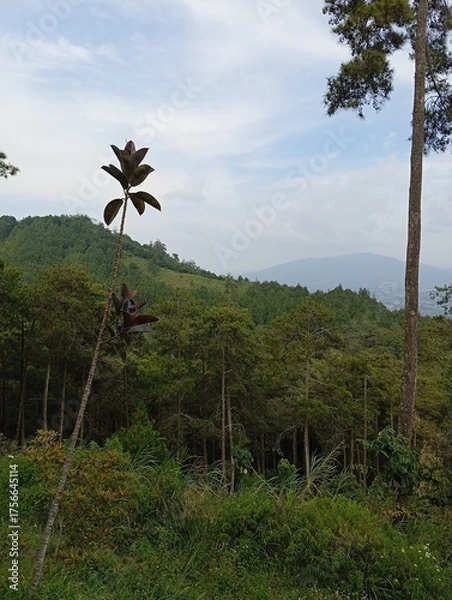 Obraz palm trees in the mountains