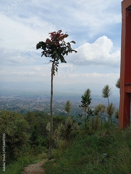 Obraz pine tree in the mountains