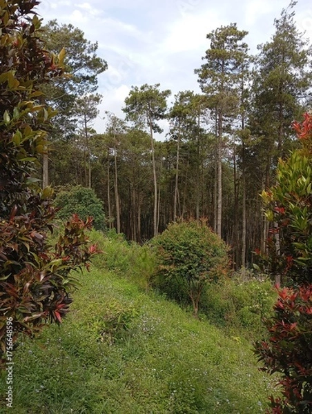 Obraz path in the garden