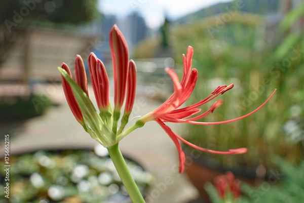 Fototapeta 석산 꽃 피는 계절