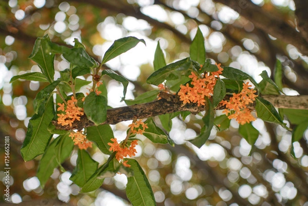 Fototapeta 금목서 꽃