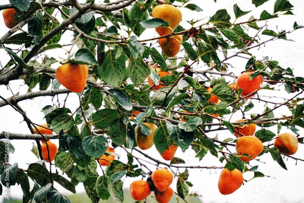 Fototapeta 시골 가을 감나무