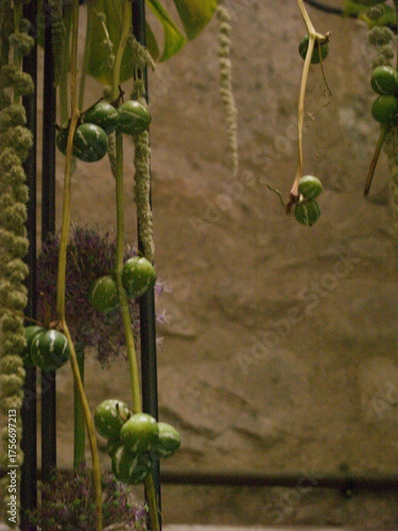 Obraz Botanical Tangle