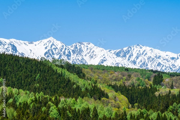 Fototapeta 新緑の森　残雪の白馬三山
