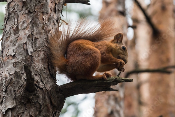 Fototapeta Red Squirrel