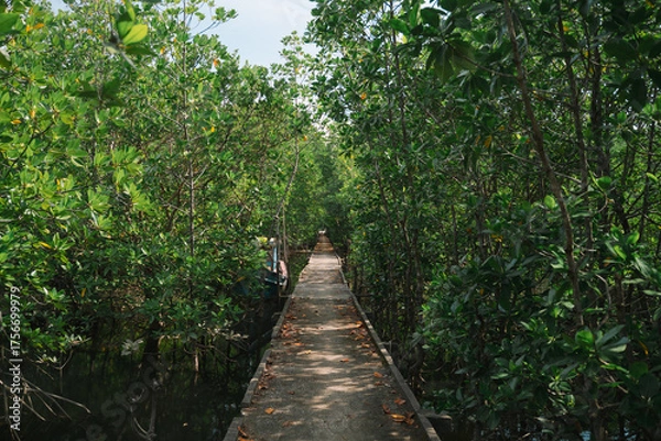 Fototapeta In the tropical forest, a mangrove tree spreads its root deep in the water, blending with the green landscape and showing the raw beauty of untouched nature.
