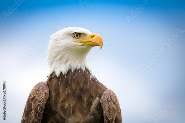 Obraz Bald Eagle