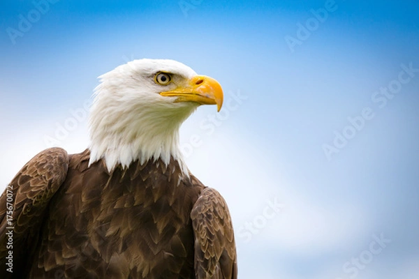 Obraz Bald Eagle
