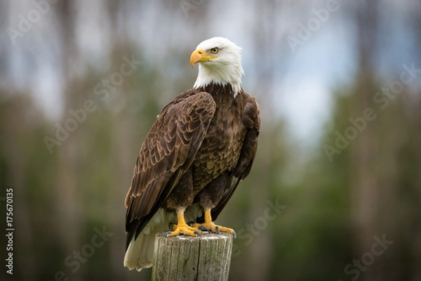 Obraz Bald Eagle