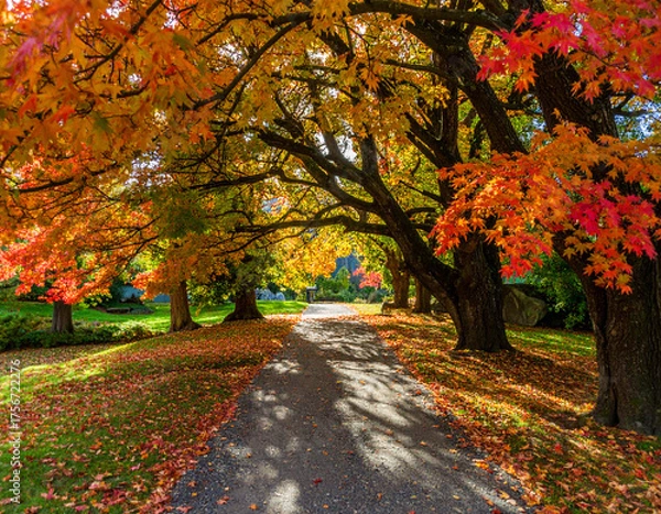 Fototapeta Autumnal Canopy A Path Through Vibrant Maple Trees and Dappled Sunlight in the Park