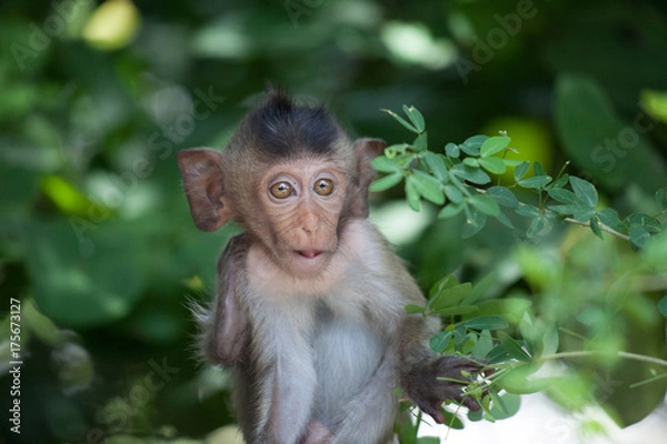 Fototapeta 可愛いサル