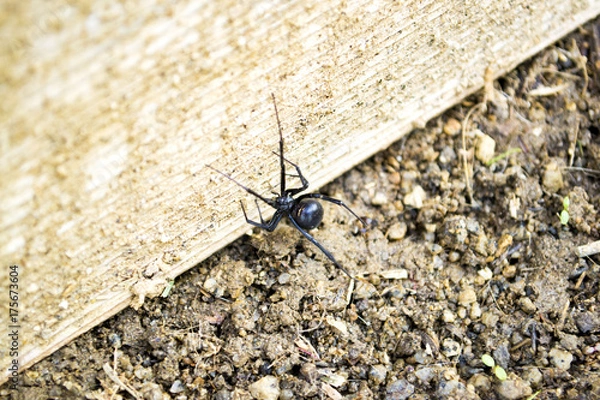 Obraz Climbing Spider