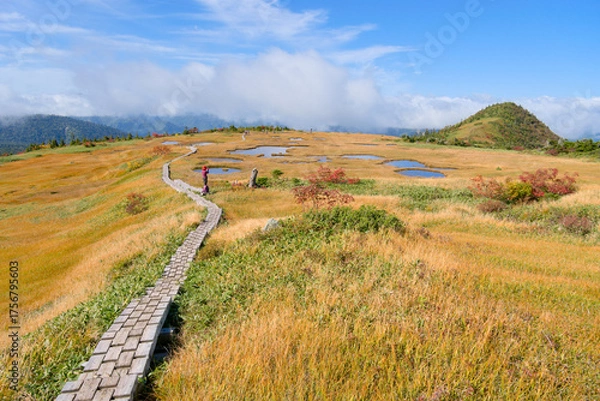 Obraz 苗場山頂上、坪場の湿原