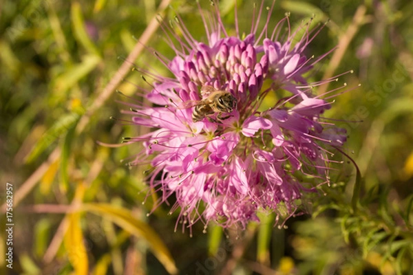Obraz Honey Bees on Flower