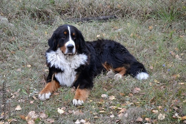 Fototapeta Большой лохматый пёс отдыхает на земле