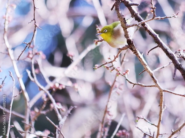 Obraz 梅のつぼみと可愛いメジロ