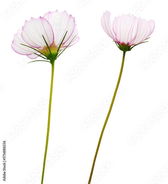 Obraz 코스모스 꽃