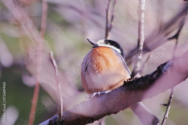Fototapeta 枝の上で丸くなった可愛いヤマガラ
