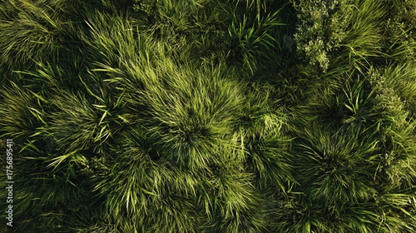 Fototapeta 草、野原, 芝, 自然のイメージ背景
