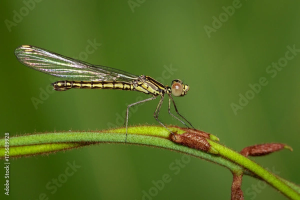 Fototapeta Image of Libellago lineata lineata dragonfly (Rhinocypha fenestrella) on a green branch. Family Chlorocyphidae. Insect. Animal,