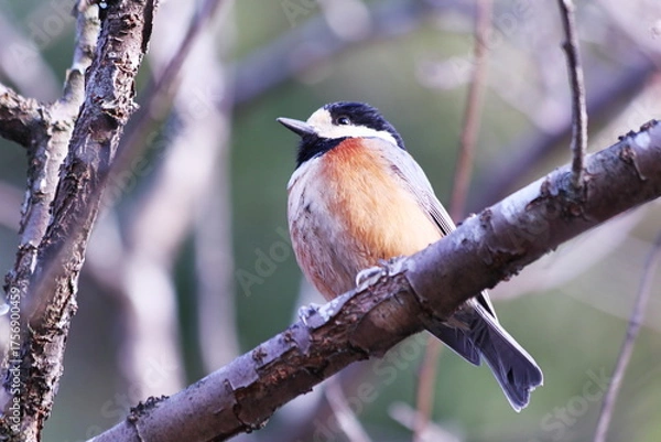 Obraz アップで撮った枝の上のヤマガラ