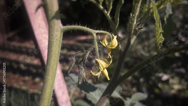 Obraz Tomato flower macro photography