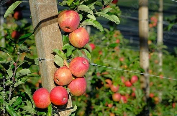Obraz Apfelernte Südtirol