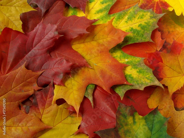 Obraz autumnal collection