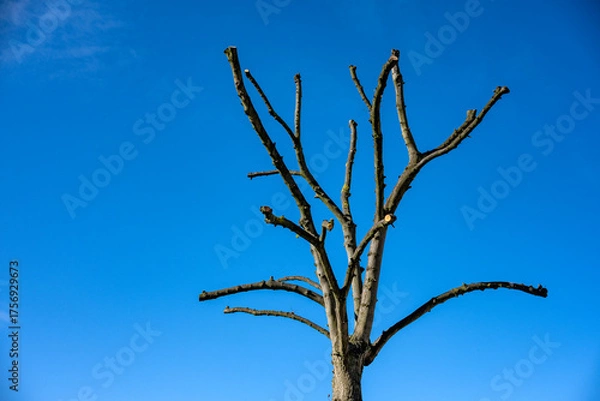 Obraz Pruned tree isolated against deep blue sky