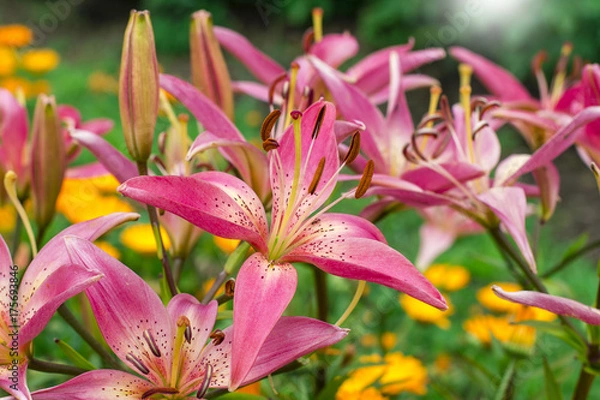 Obraz pink lily blossom in garden in summer