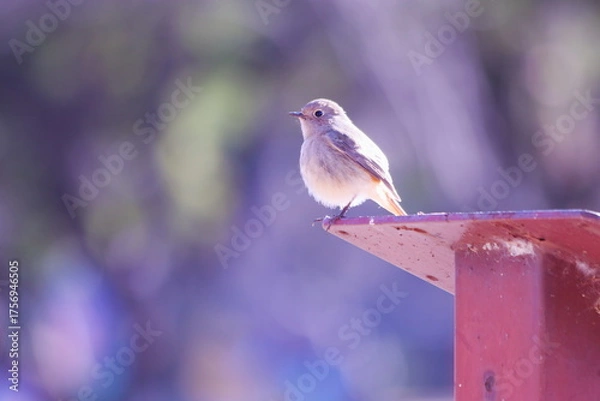 Obraz 美しい背景と可愛いジョウビタキの雌