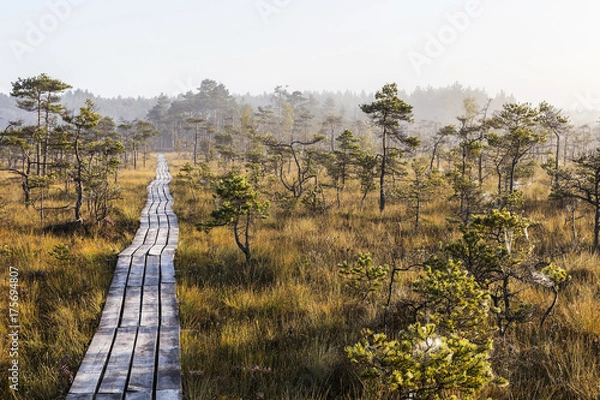 Obraz The sun Latvia.Dunikas swamp and mist rises