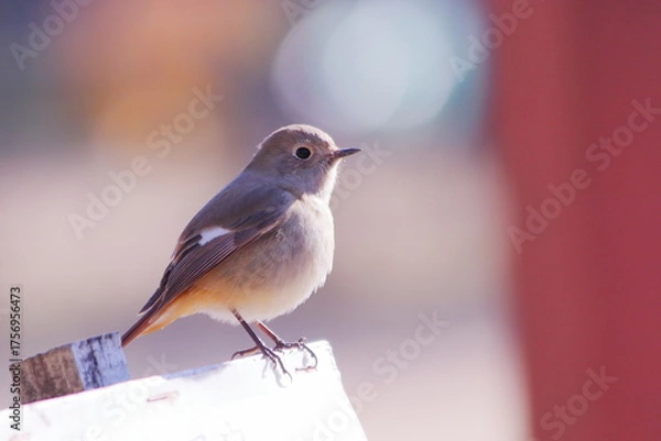 Obraz アップで撮った可愛いジョウビタキの雌