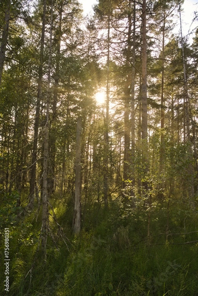 Fototapeta Sunlight in a dense forest with ferns and moss-covered forest floor